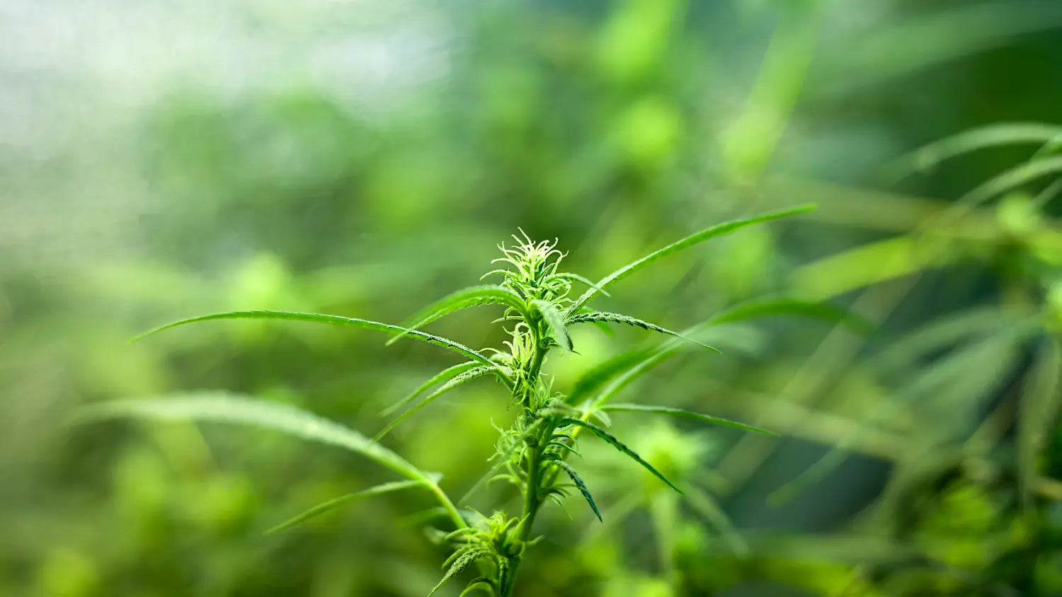 Qu’est-ce que le Cannabichromene (CBC) ?