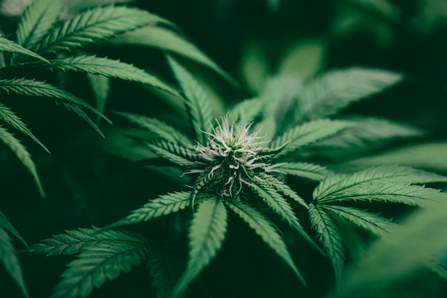 Focus sur les 6 principaux cannabinoïdes du chanvre