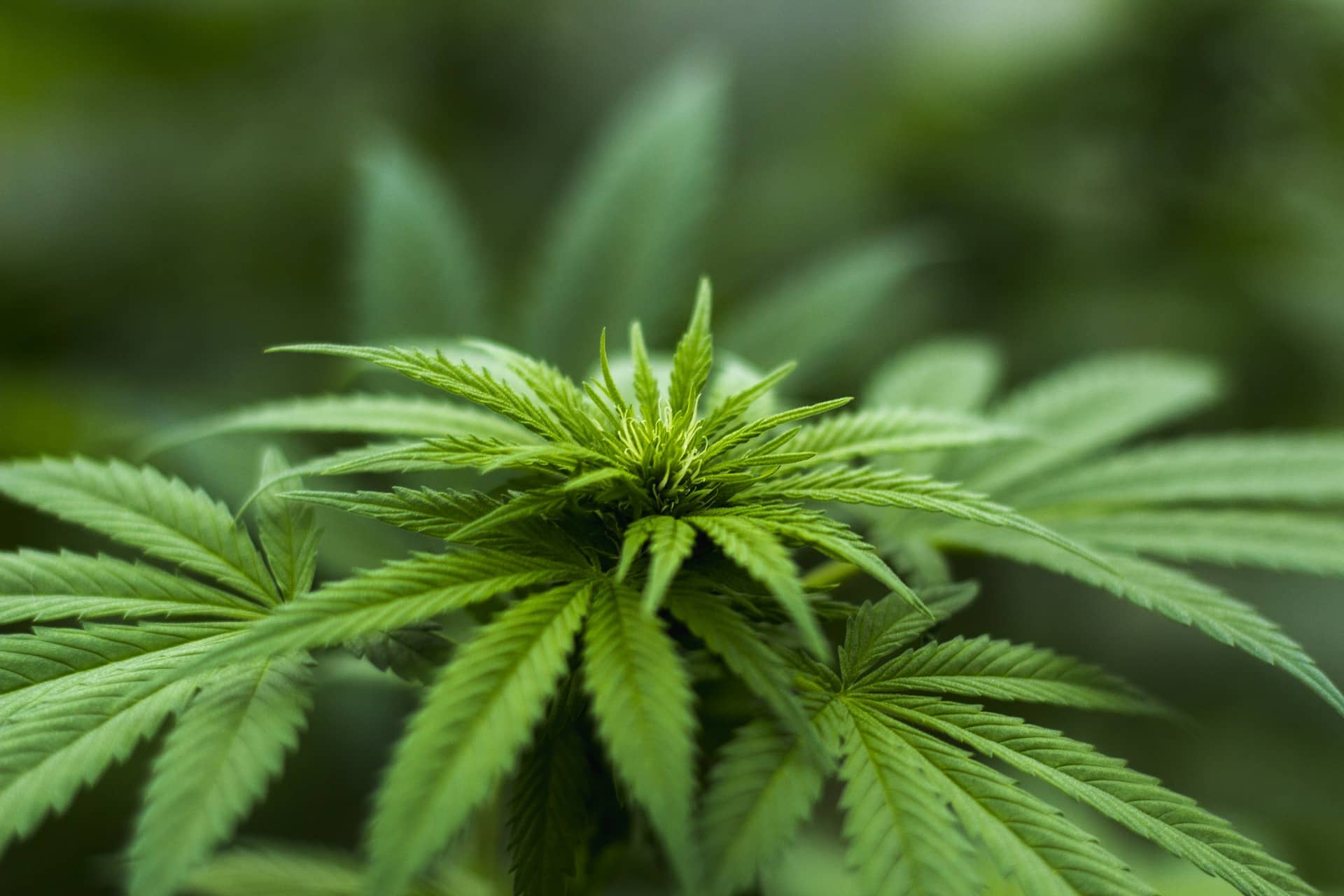 Quelle est la situation légale du CBD en France en 2023 ?