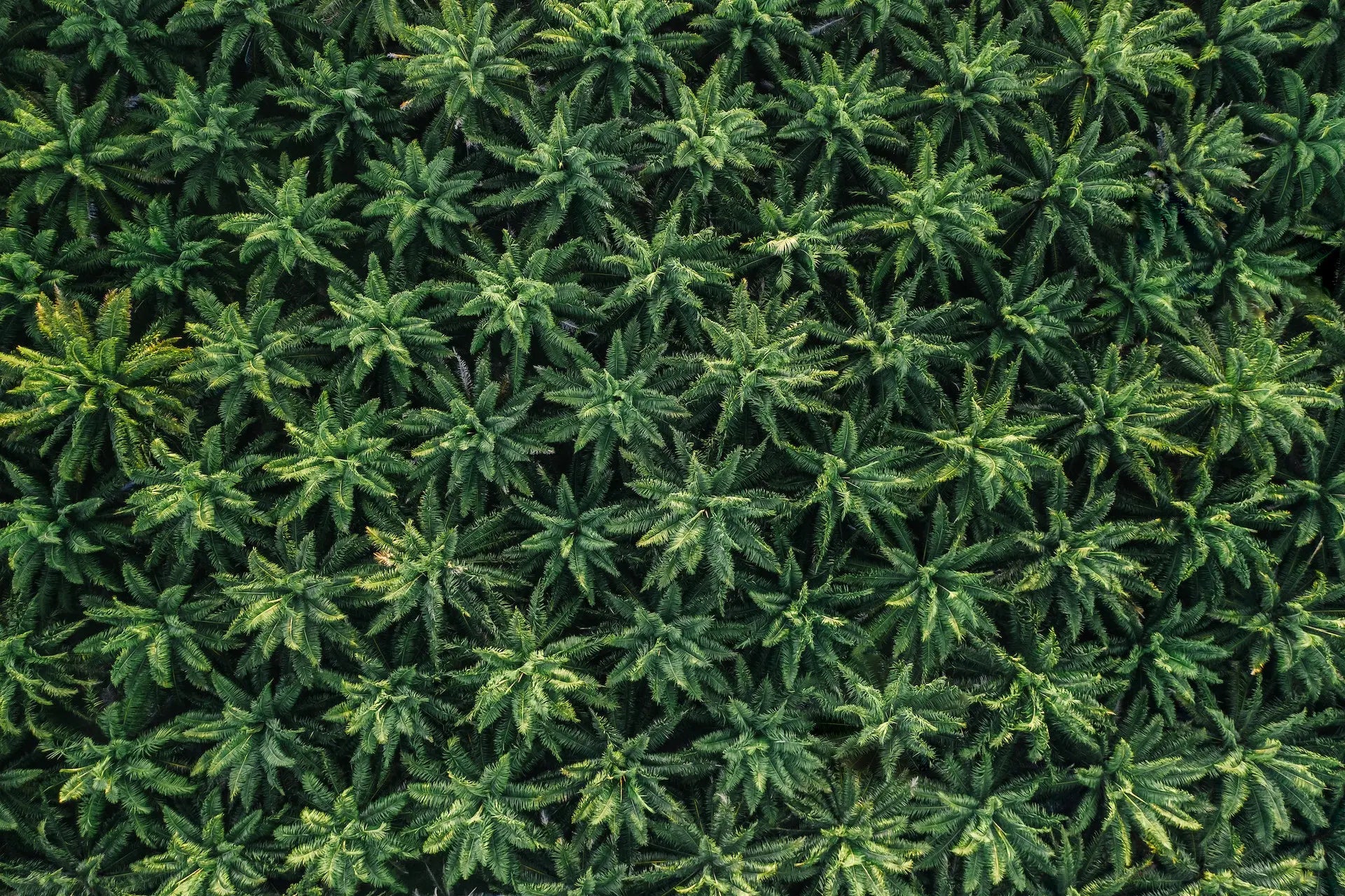 Qu'est-ce que le Cannabicyclol (CBL) ?