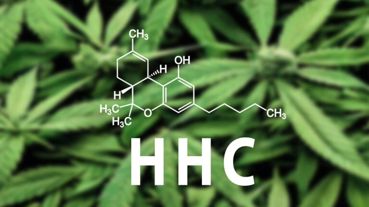Le HHC : la nouvelle molécule cousine du THC