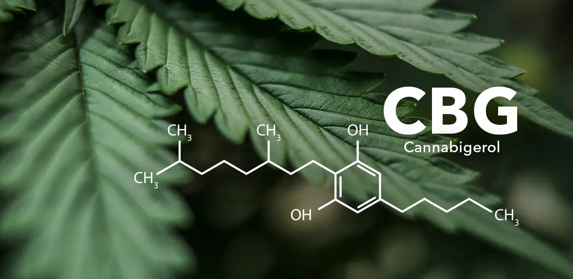 Comprendre Le Cannabigerol (CBG) : Un Aperçu Détaillé | KEMPT