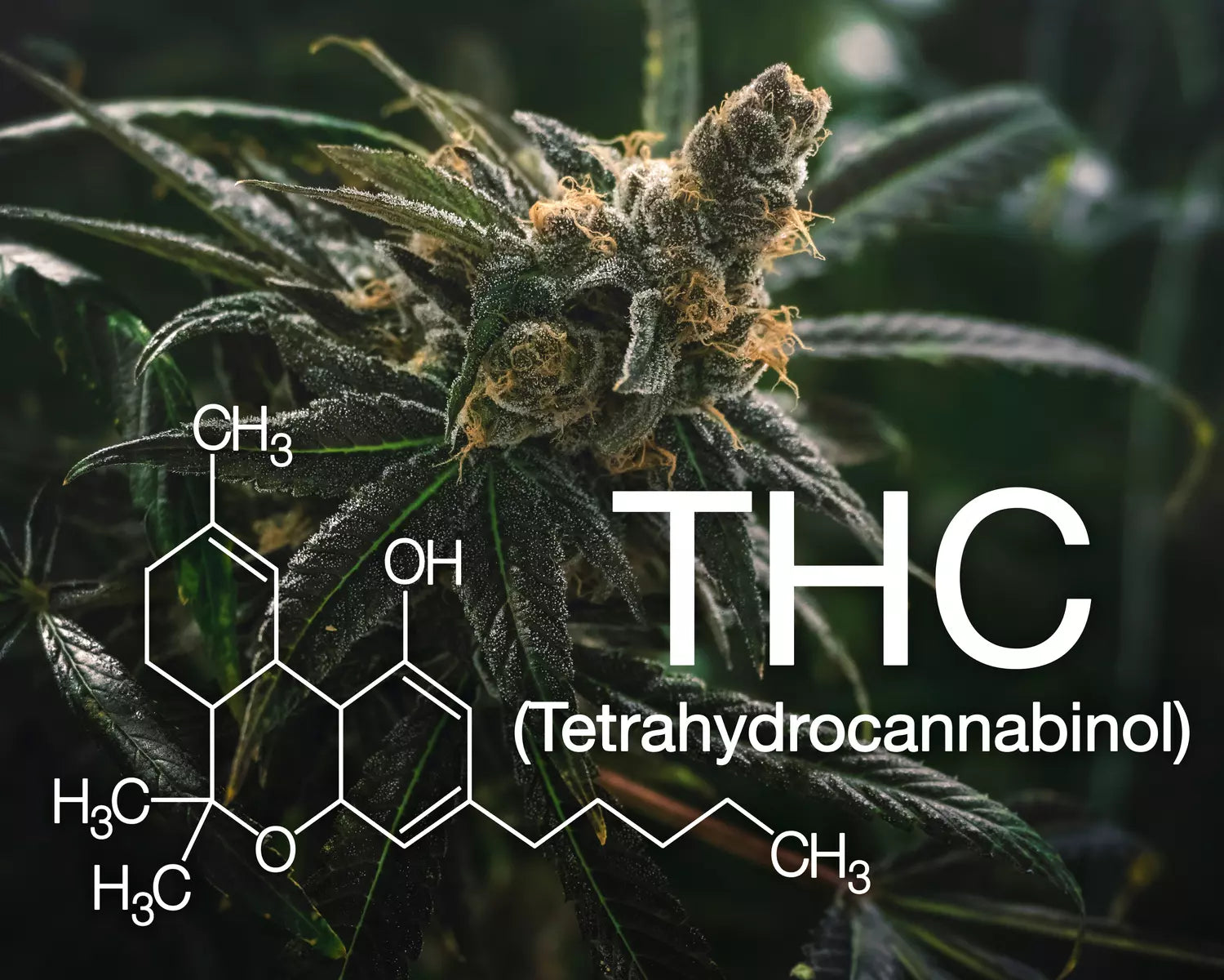 Tout savoir sur le THC